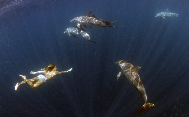 Dolphin-Mauritius