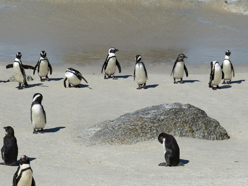 penguins-cape-town