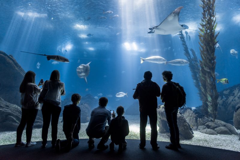 Oceanário-Portugal