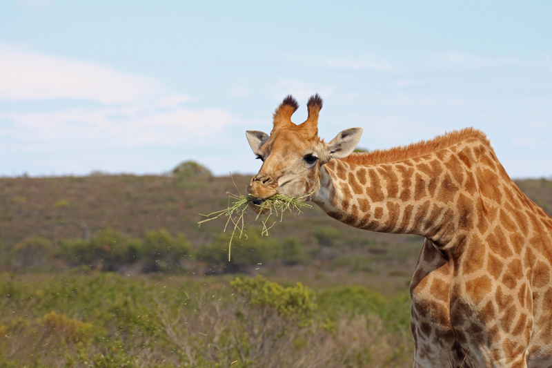 giraffe-thali-thali