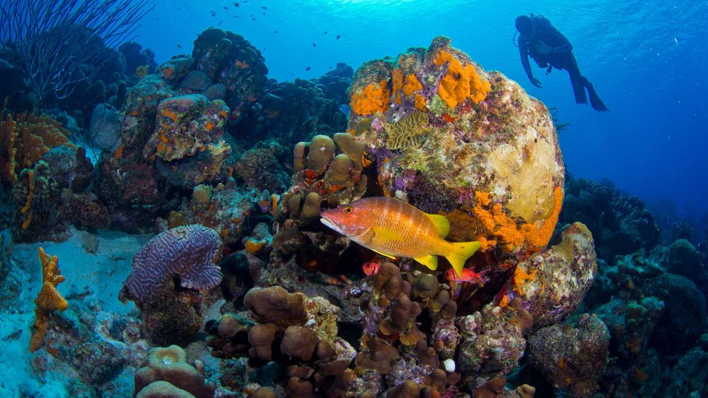 diving-bonaire