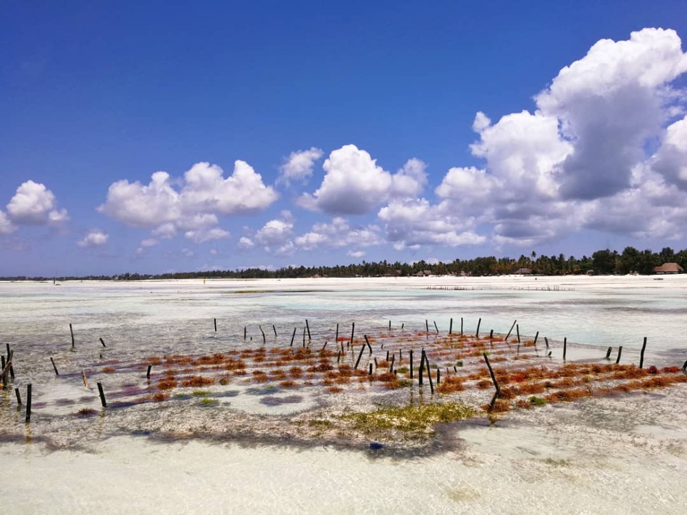 Zanzibar windsurf holidays