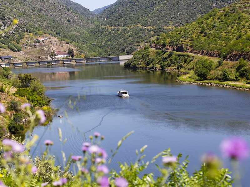 Wine and wind in West Portugal image