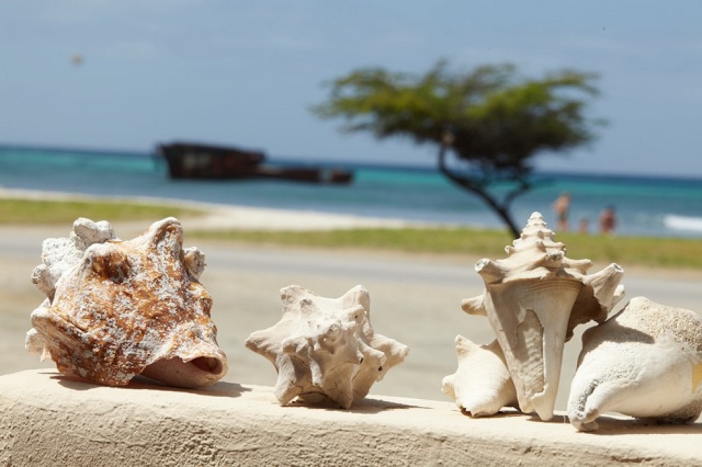 Aruba Sunset Beach Studios, Aruba - windsurf holidays