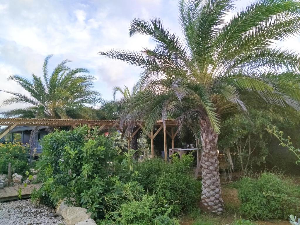 Red Palm Lac Bay, Bonaire - windsurf holidays